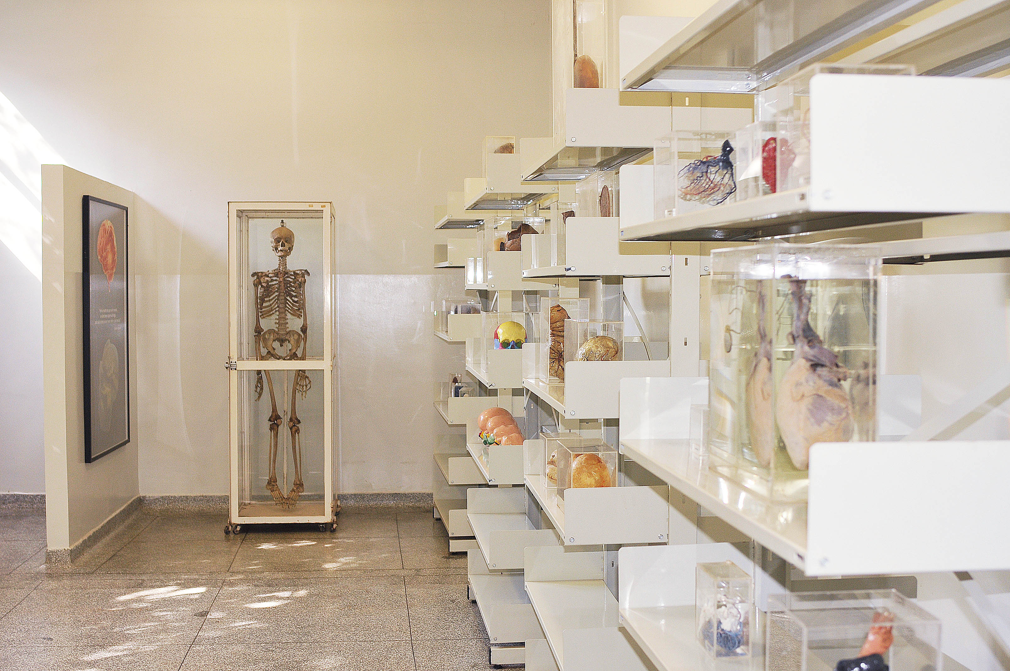 Museu de Anatomia