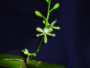 Orquídea Prosthechea Marciliana Foto: Marcílio Lopo