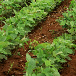 Imagem de uma plantação de soja.