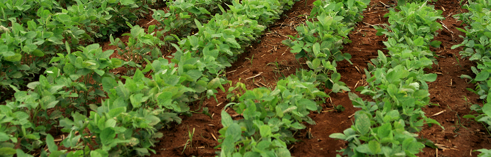 Imagem de uma plantação de soja.