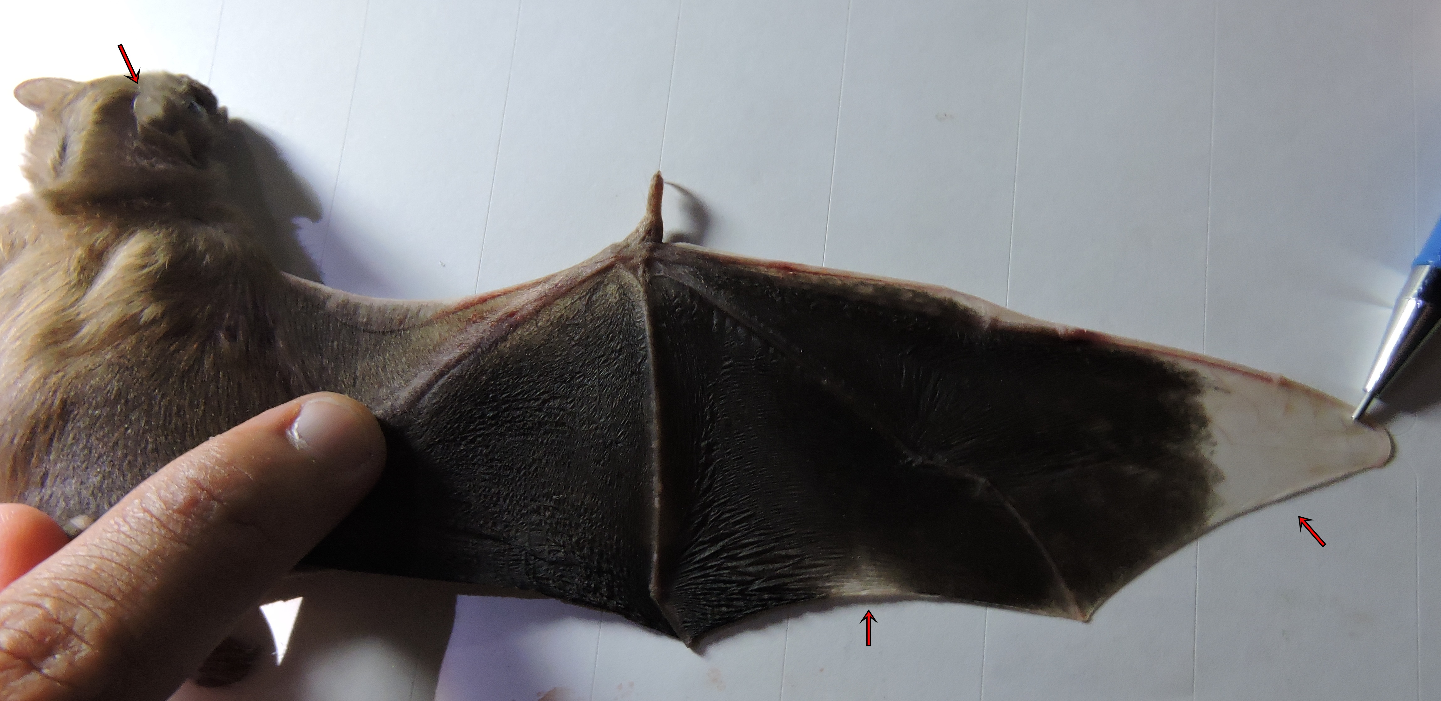 Pesquisadores fazem primeiro registro de morcego hematófago na Capital – UFMS