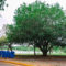 Pesquisa mapeia árvores notáveis na Cidade Universitária e propõe ensino sobre a preservação nas escolas