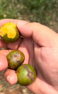 Projetos da UFMS estão entre os melhores do país no programa Supernova Projetos da UFMS estão entre os melhores do país no programa Supernova